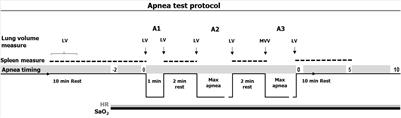 The Magnitude of Diving Bradycardia During Apnea at Low-Altitude Reveals Tolerance to High Altitude Hypoxia